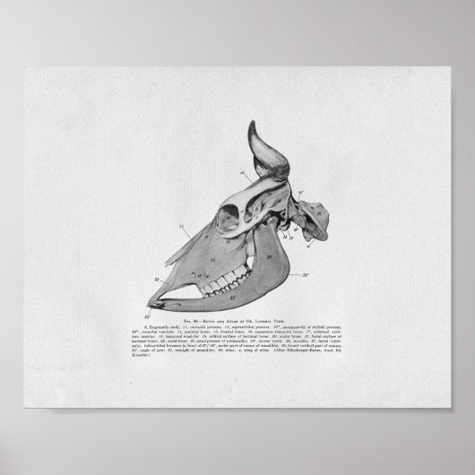 Koe Anatomie  afdrukken Poster (Voorkant)