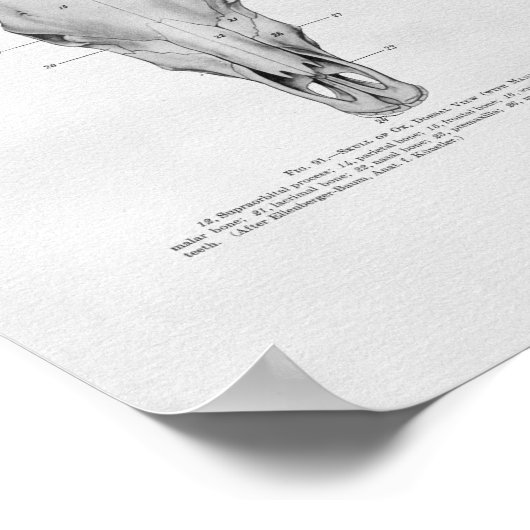 Koe Anatomie  afdrukken Poster (Hoek)