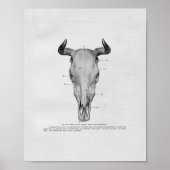 Koe Anatomie  afdrukken Poster (Voorkant)