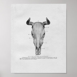 Koe Anatomie  afdrukken Poster