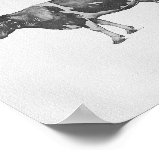 Koe Anatomie  afdrukken Poster (Hoek)