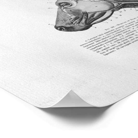 Koe Anatomie Vintage Afdrukken Poster (Hoek)