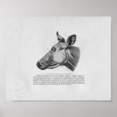 Koe Anatomie Vintage Afdrukken Poster (Voorkant)