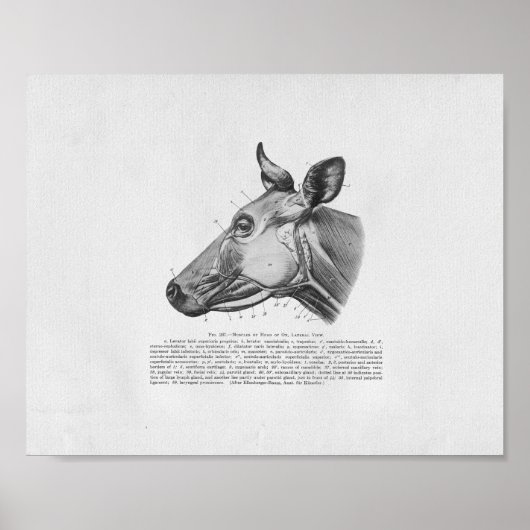 Koe Anatomie Vintage Afdrukken Poster (Voorkant)