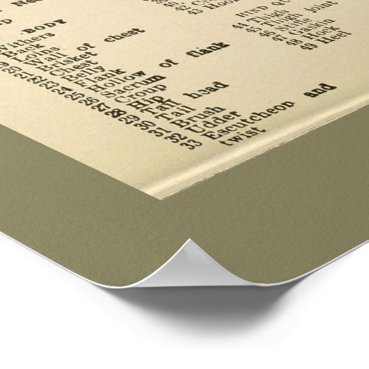 Koe Anatomy Chart 1917 Poster (Hoek)