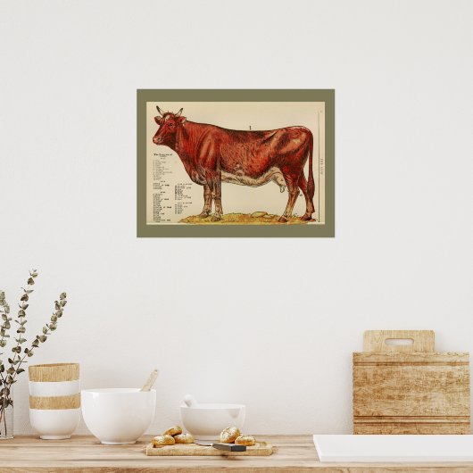  Koe Anatomy Chart 1917 Poster (Keuken)