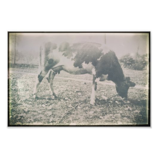 Koe Antiek Boerderij Foto Afdruk (Voorkant)