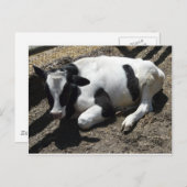 koe, baby briefkaart (Voorkant / Achterkant)