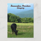 Koe Bearwallow Mountain Blue Ridge Mountains NC Briefkaart (Voorkant)