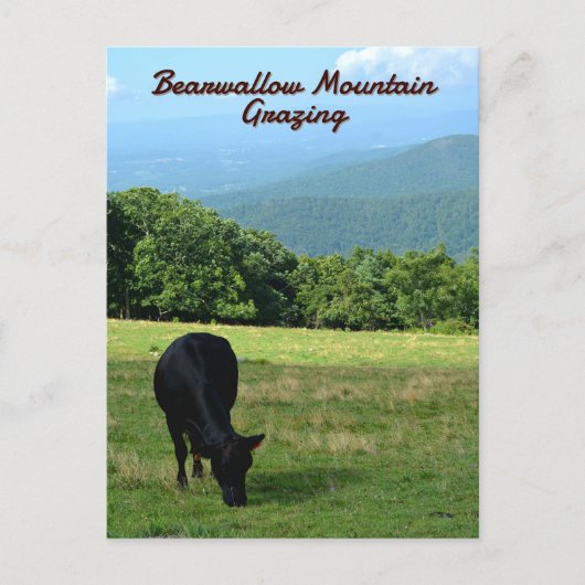 Koe Bearwallow Mountain Blue Ridge Mountains NC Briefkaart (Voorkant)