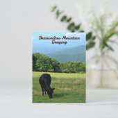 Koe Bearwallow Mountain Blue Ridge Mountains NC Briefkaart (Staand voorkant)