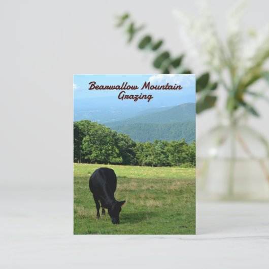 Koe Bearwallow Mountain Blue Ridge Mountains NC Briefkaart (Staand voorkant)