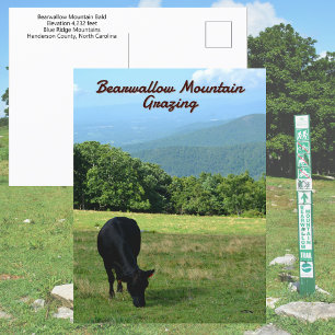 Koe Bearwallow Mountain Blue Ridge Mountains NC Briefkaart