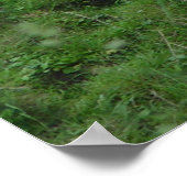 Koe Belgische Blauw Poster (Hoek)