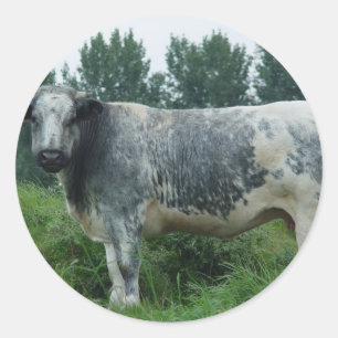 Koe Belgische Blauw Ronde Sticker