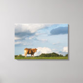 Koe Blonde d'Aquitaine in de regio Dordogne, Frank Canvas Afdruk (Voorkant)