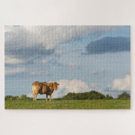 Koe Blonde d'Aquitaine in de regio Dordogne, Frank Legpuzzel