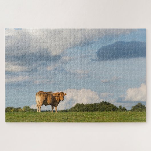 Koe Blonde d'Aquitaine in de regio Dordogne, Frank Legpuzzel (Horizontaal)