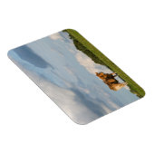 Koe Blonde d'Aquitaine in de regio Dordogne, Frank Magneet (Rechterzijde)