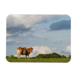 Koe Blonde d'Aquitaine in de regio Dordogne, Frank Magneet