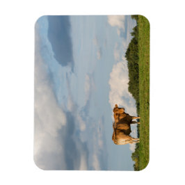 Koe Blonde d'Aquitaine in de regio Dordogne, Frank Magneet