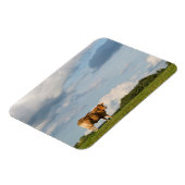 Koe Blonde d'Aquitaine in de regio Dordogne, Frank Magneet (Linkerzijde)