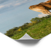 Koe Blonde d'Aquitaine in de regio Dordogne, Frank Poster (Hoek)