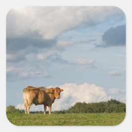 Koe Blonde d'Aquitaine in de regio Dordogne, Frank Vierkante Sticker