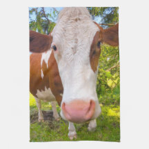 Koe Boerderij Dierportret Foto