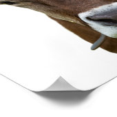 Koe boerderij rundvee Foto van runderen Poster (Hoek)