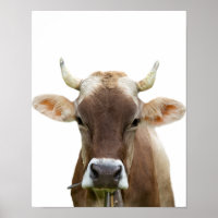 Koe boerderij rundvee Foto van runderen