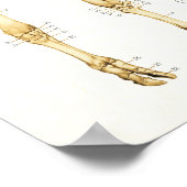 Koe Bovine Skeletal Anatomee Poster (Hoek)