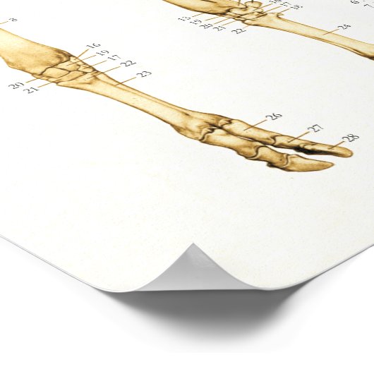 Koe Bovine Skeletal Anatomee Poster (Hoek)