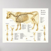 Koe Bovine Skeletal Anatomee Poster (Voorkant)