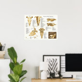 Koe Bovine Skull Anatomee Chart Poster (Thuiskantoor)