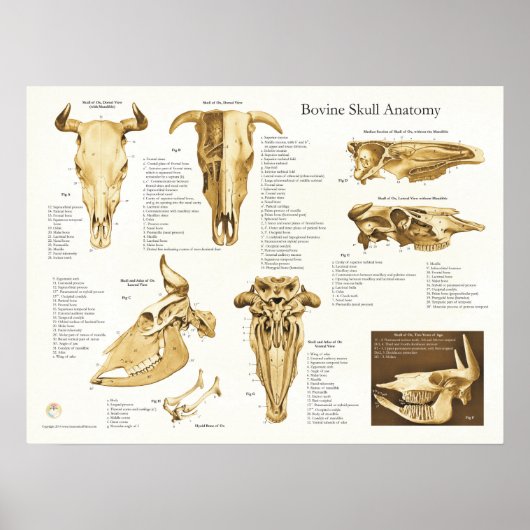 Koe Bovine Skull Anatomee Chart Poster (Voorkant)