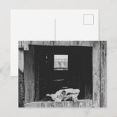 Koe Briefkaart (Voorkant / Achterkant)