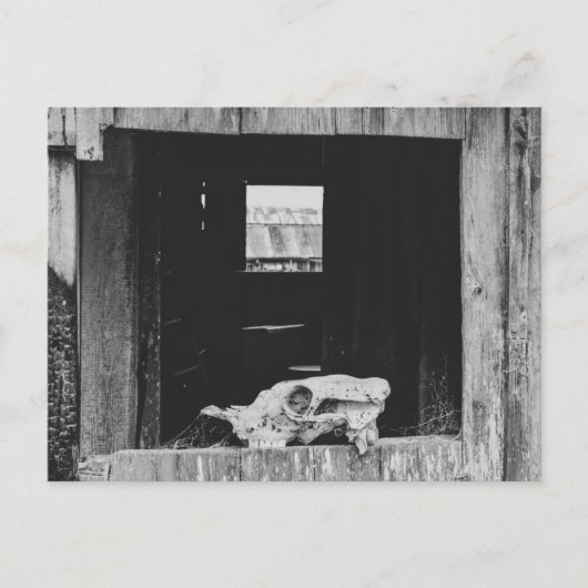 Koe Briefkaart (Voorkant)