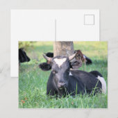 Koe Briefkaart (Voorkant / Achterkant)