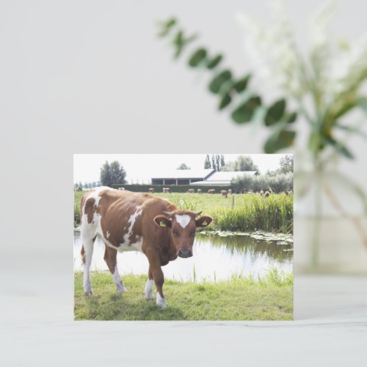 Koe Briefkaart (Staand voorkant)