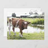 Koe Briefkaart (Voorkant / Achterkant)