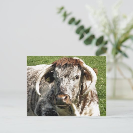 KOE BRIEFKAART (Staand voorkant)