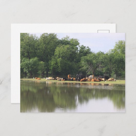 Koe Briefkaart (Voorkant / Achterkant)