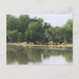 Koe Briefkaart