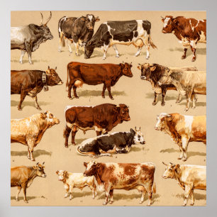  Koe Calf Bull Dairy Koeien Boerderij Illustratie Poster