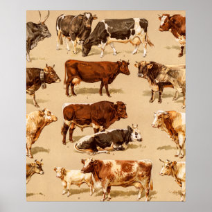  Koe Calf Bull Dairy Koeien Boerderij Illustratie Poster