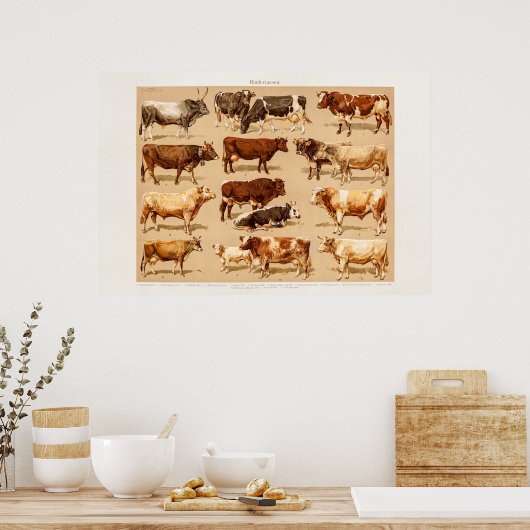  Koe Calf Bull Dairy Koeien Boerderij Illustratie Poster (Keuken)