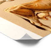  Koe Calf Bull Dairy Koeien Boerderij Illustratie Poster (Hoek)