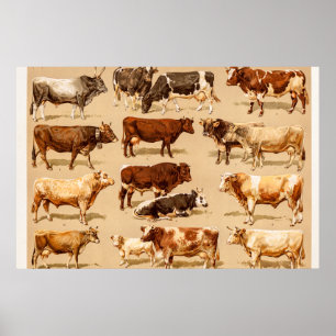Koe Calf Bull Dairy Koeien Boerderij Illustratie Poster