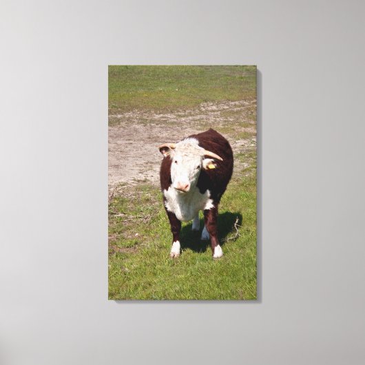 Koe canvas print (Voorkant)